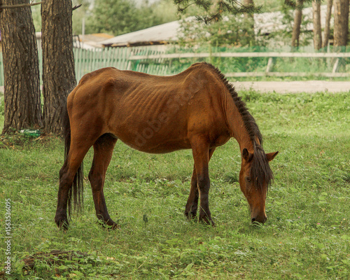 A horse grazes on a lush green meadow in the rays of the evening sun.