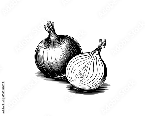 A whole onion and a half onion with allium cepa vector illustration