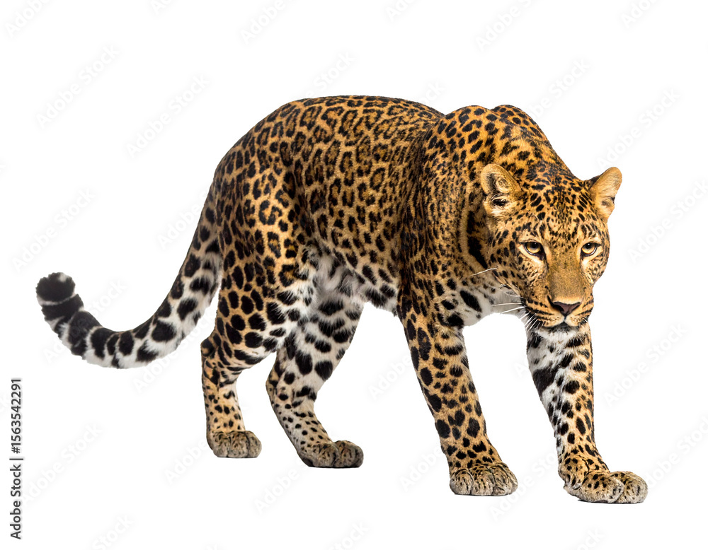 Fototapeta premium A wild leopard mid-crawl in stalking motion, muscles defined, isolated PNG