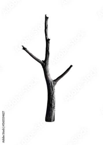 dry branch dead tree on isolated on transparent background