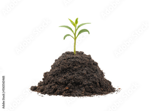 Wallpaper Mural Young plant sprout growing in rich soil black background, Isolated On Transparent Background, Png Cut Out Torontodigital.ca