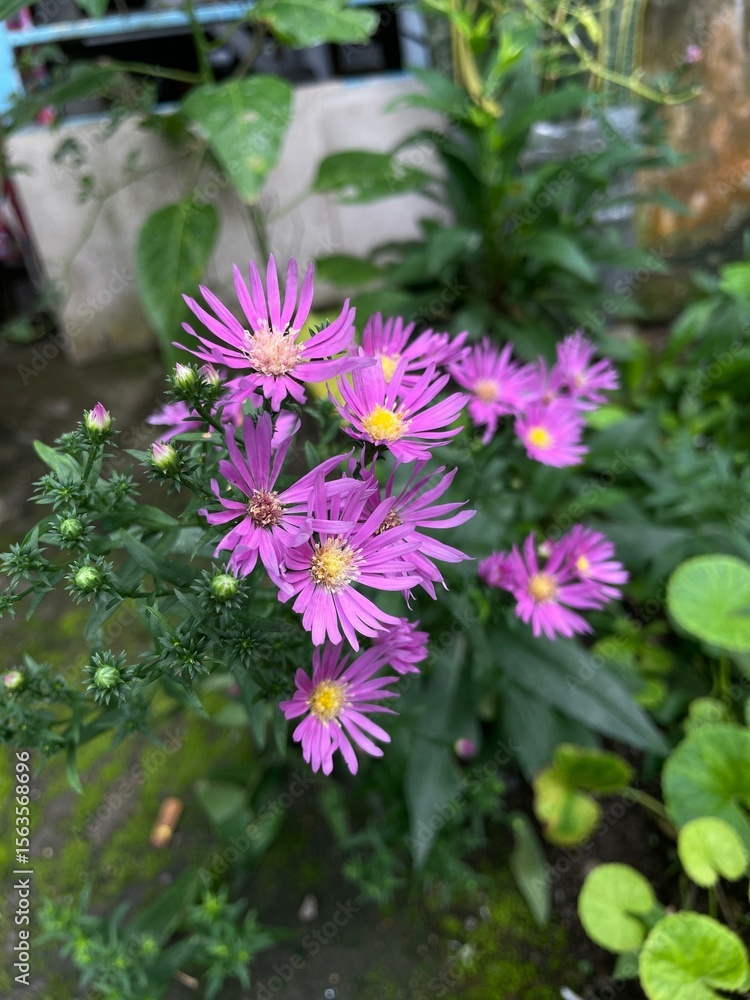 Obraz premium flowers in the garden
