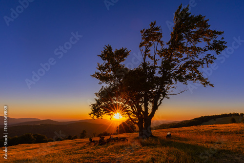 Fototapeta Naklejka Na Ścianę i Meble -  Zachód słońca w górach, polana - Hala Jaworowa, widok na samotne drzewo i bezchmurne niebo, krajobraz