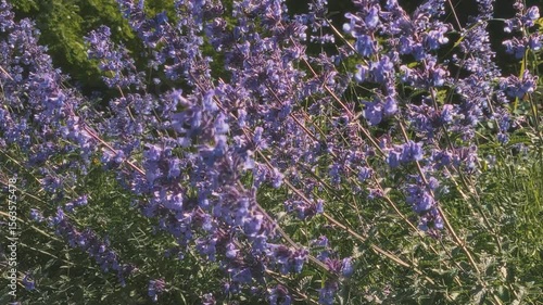 Closeup of lush blooming nepeta faassenii or catmint or catnip ornamental plant in full blossom with purple flowers sway in wind at windy summer day. Summertime flowering natural background.
