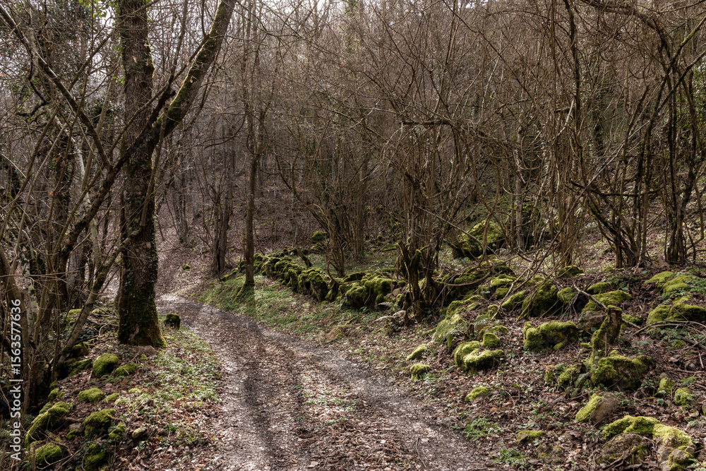 Obraz premium Serene forest pathway with moss-covered rocks