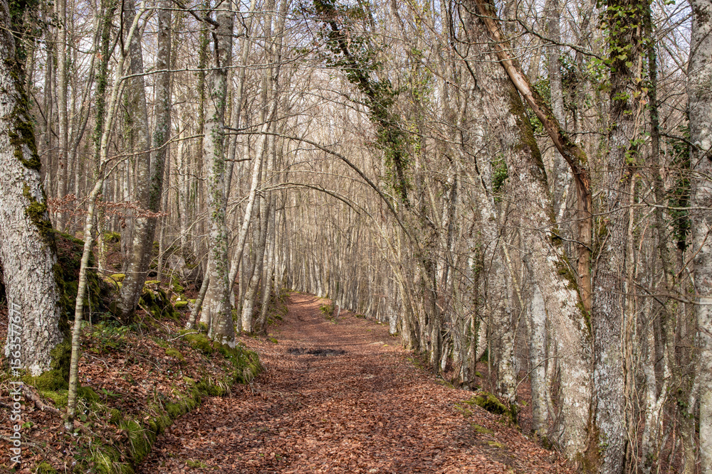 Fototapeta premium Serene woodland pathway surrounded by tall trees