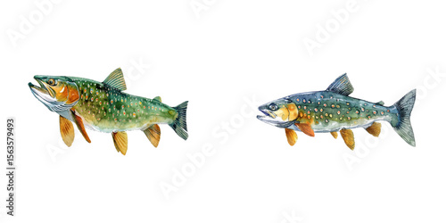 pickerel watercolor vector illustration