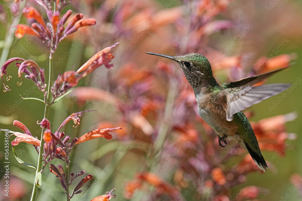 Fototapeta premium Broad-tailed Hummingbird