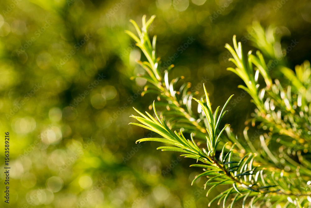 Melaleuca Armillaris (Bracelet Honey Myrtle) leaves and background Melaleuca Armillaris (Bracelet Honey Myrtle) leaves and background