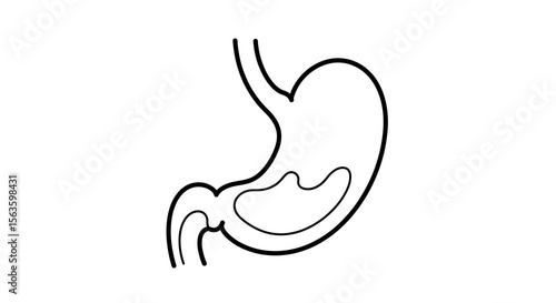 Stomach anatomy line art vector illustration for medical education and design