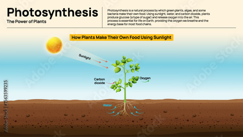 Photosynthesis Process - How Plants Make Food Using Sunlight, Carbon Dioxide, and Water