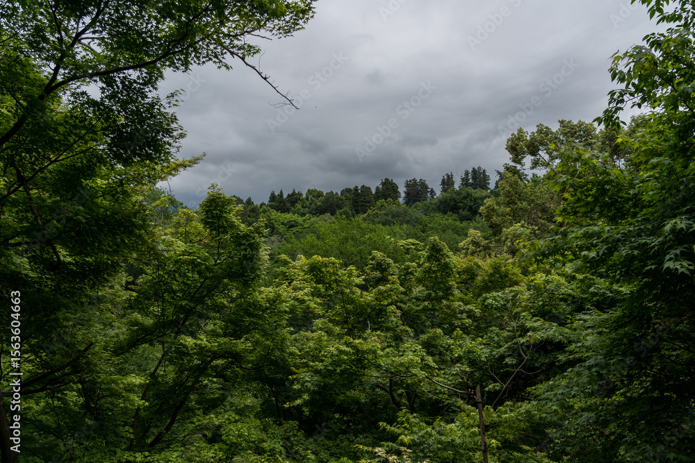 Obraz premium View of the botanical garden in Georgia against a cloudy sky