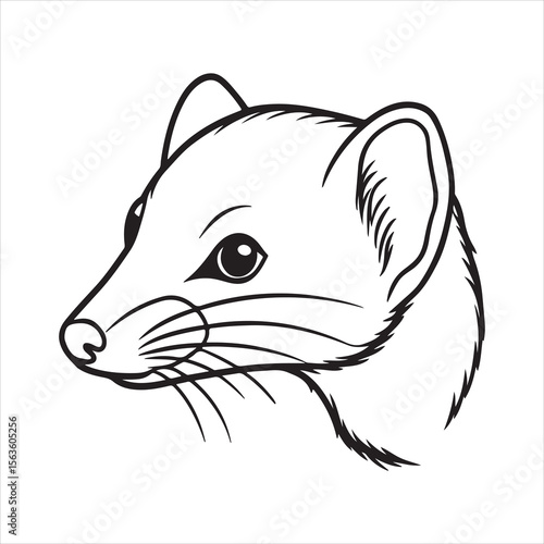 Tiny but Fierce: The Curious World of the Dwarf Mongoose