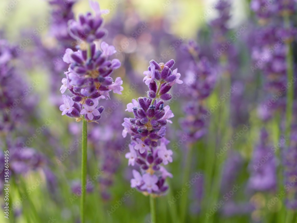 Bunch of purple flowers with a few white flowers in the middle Bunch of purple flowers with a few white flowers in the middle