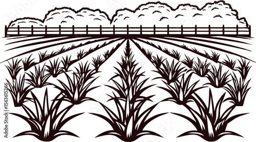 Hand drawn agave plants in rows on farmland with shrub fence line and trees in background