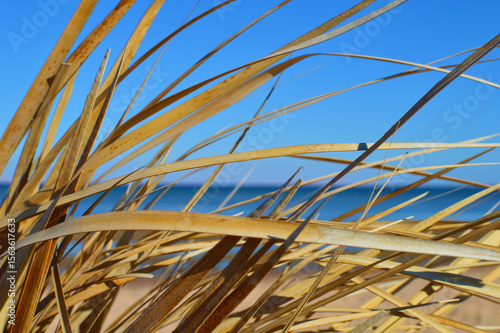 Brightly colored reed stalks against clear blue sky and sea, close up view.