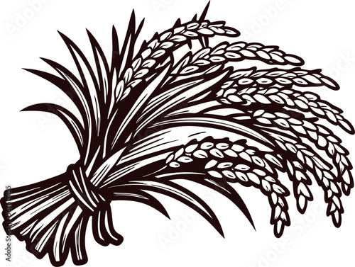 Hand drawn bundle of rice stalks with grains tied together vintage agricultural illustration on white background