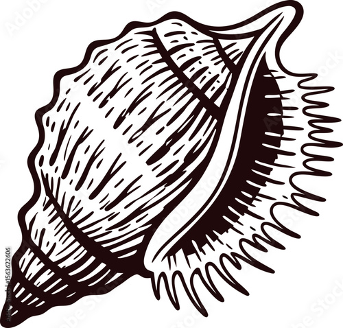 Hand drawn seashell engraving detailed vintage marine conch illustration with textured lines and bold black outlines