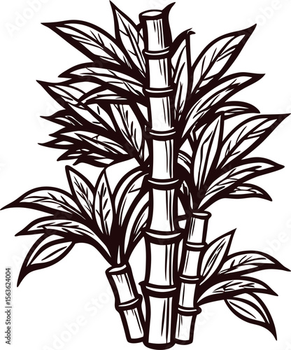 Hand drawn sugarcane plant illustration with leaves and stalks in vintage black and white
