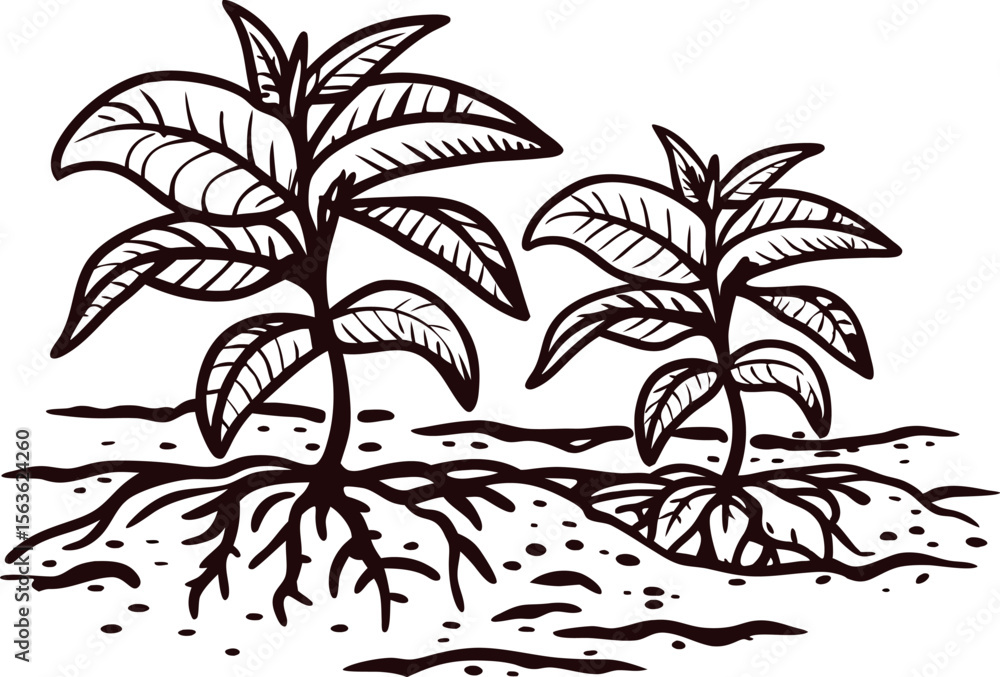 Fototapeta premium Hand drawn illustration of two young plants with visible roots in soil, vintage botanical ink sketch