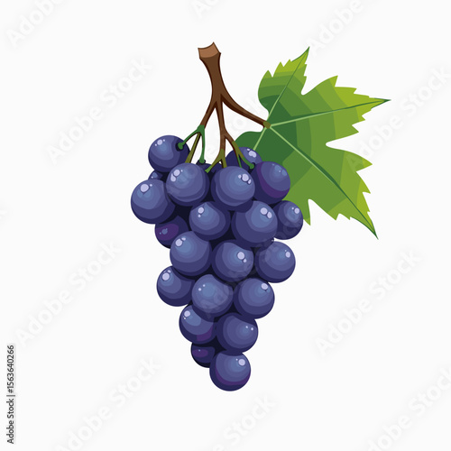 Illustration of a Bunch of Dark Blue Grapes with a Green Leaf on a White Background
