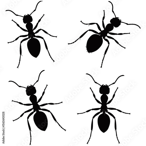 Black ants vector set, tiny insects forming a team of worker ants, with macro close-up details of their antenna, jaw, and legs against a white background