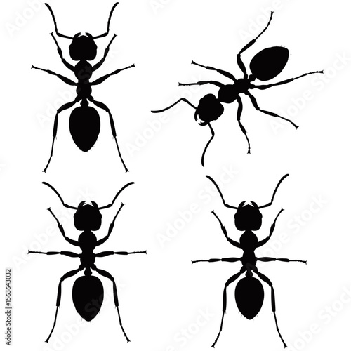 Black ants vector set, tiny insects forming a team of worker ants, with macro close-up details of their antenna, jaw, and legs against a white background