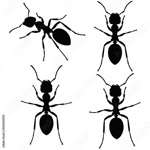 Black ants vector set, tiny insects forming a team of worker ants, with macro close-up details of their antenna, jaw, and legs against a white background