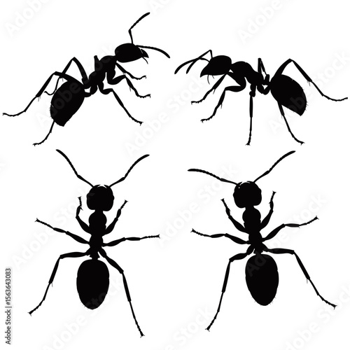 Black ants vector set, tiny insects forming a team of worker ants, with macro close-up details of their antenna, jaw, and legs against a white background