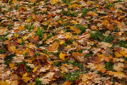 Autumn Leaves Spread Across Green Grass in a Serene Natural Scene