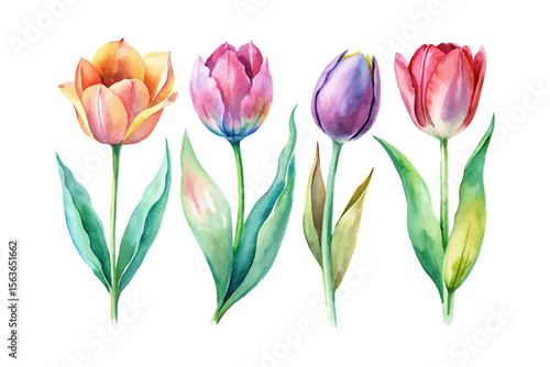 set of watercolor Tulip Branch vector illustration isolated on white background