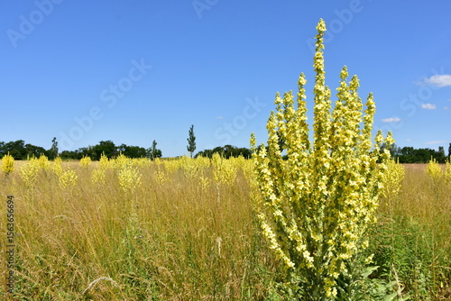 showy mullein verbascum speciosum herb here i a field  near village Hainburg,Austria,blue,sky,summer,day,