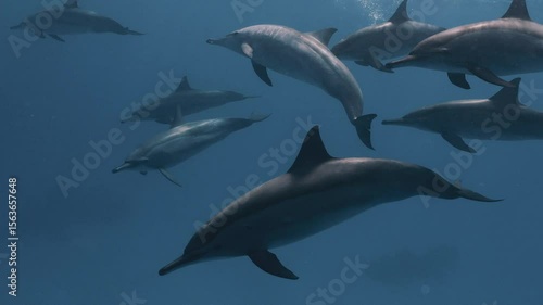 Large pods of wild spinner dolphins swimming gracefully in the clear blue waters of the Red Sea, captured in stunning 4K slow motion with natural light and beautiful underwater visibility.