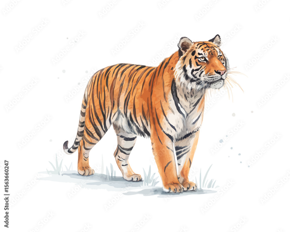 Obraz premium watercolor Tiger vector illustration isolated on white background