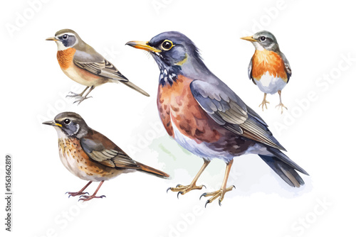 set of watercolor Thrush bird vector illustration isolated on white background