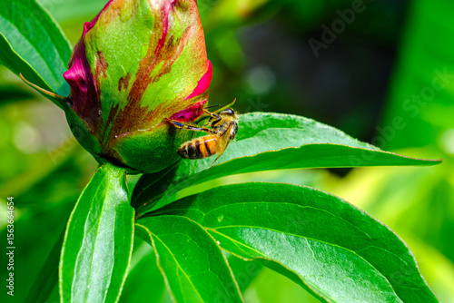 Honey Bee on Flower