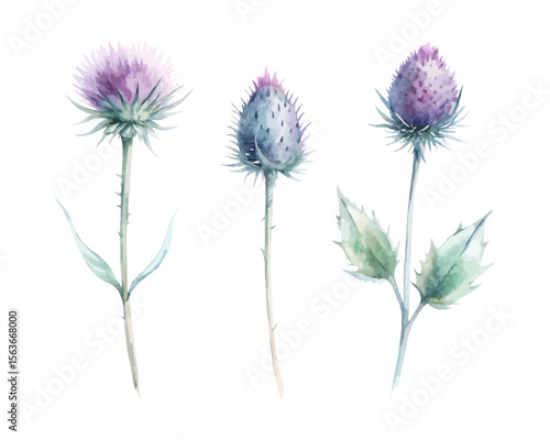 set of watercolor Thistle branch vector illustration isolated on white background