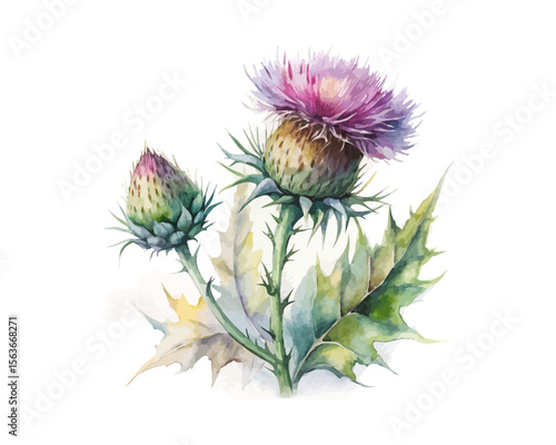 watercolor Thistle branch vector illustration isolated on white background