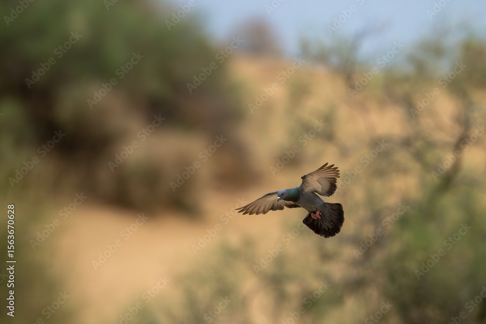 Obraz premium Pigeon in Flight Over a Desert Landscape