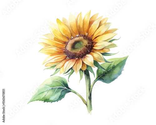 watercolor Sunflower Branch vector illustration isolated on white background