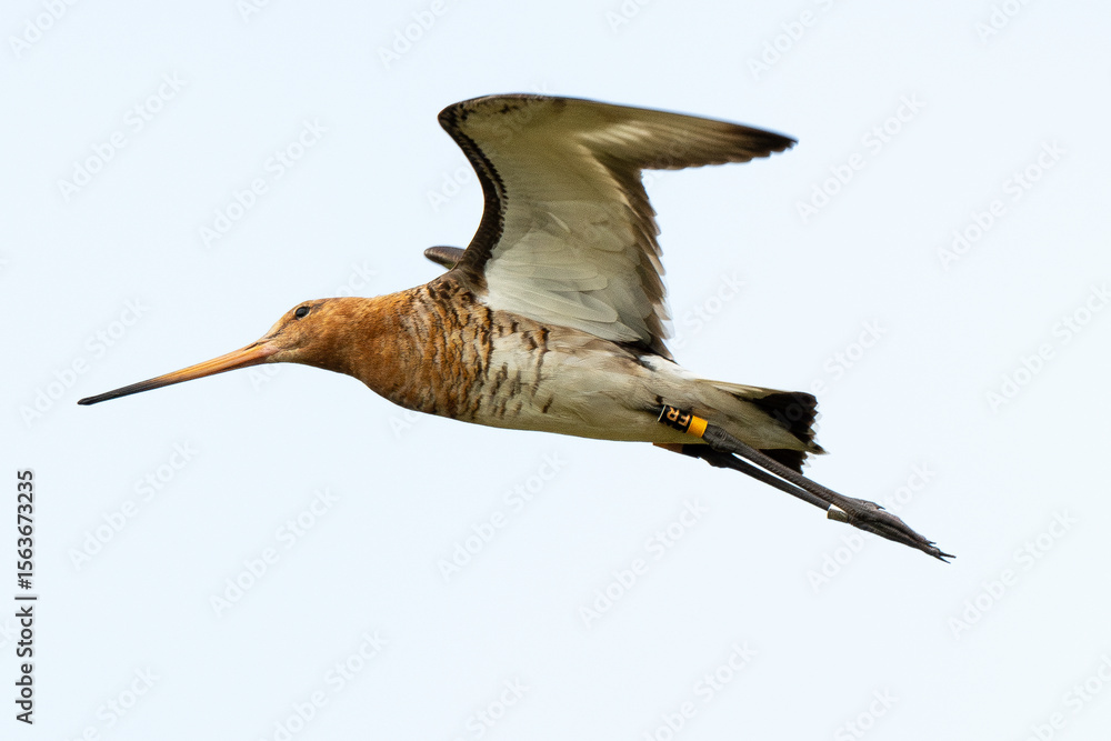 Obraz premium Barge à queue noire, Limosa limosa, Black tailed Godwit
