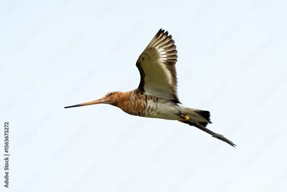Obraz premium Barge à queue noire, Limosa limosa, Black tailed Godwit