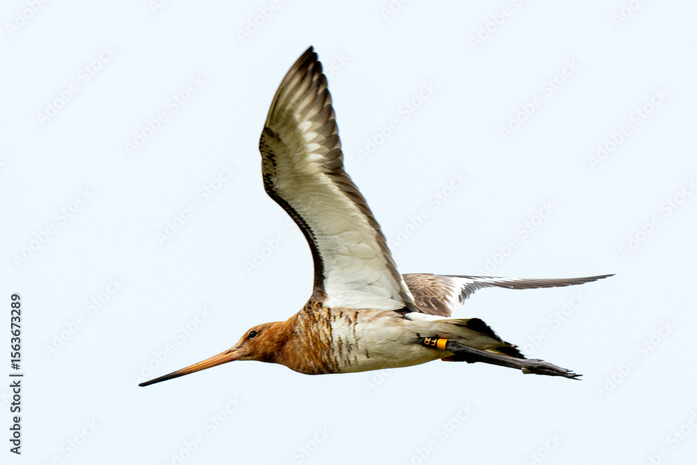 Obraz premium Barge à queue noire, Limosa limosa, Black tailed Godwit