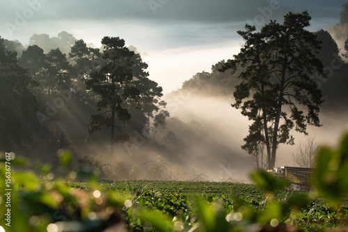 Misty Landscape with Sun Rays and Trees Over Green Fields of strawberry plantation farm and Mountains