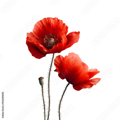 Red Poppy Flowers, isolated on transparent background