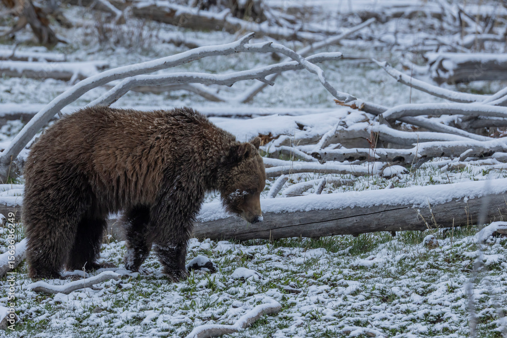 Fototapeta premium Grizzly Bear in Spring Snow in Yellowstone National Park Wyoming