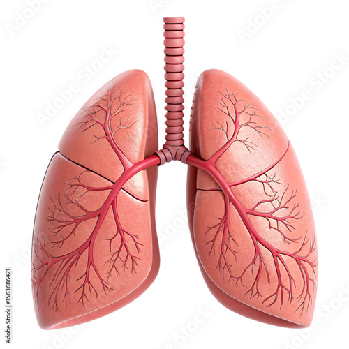Anatomical illustration of human lungs isolated on transparent background