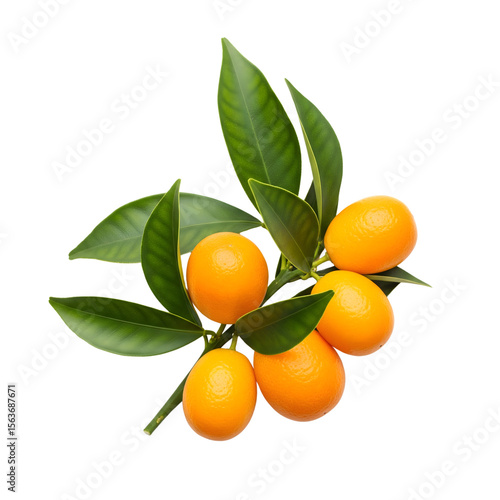 A cluster of ripe kumquats with vibrant green leaves on a branch isolated on transparent background
