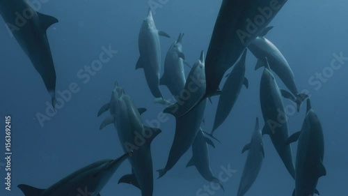 Large pods of wild spinner dolphins swimming gracefully in the clear blue waters of the Red Sea, captured in stunning 4K slow motion with natural light and beautiful underwater visibility.