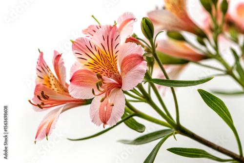 Close-up of vibrant quamoclit pennata flower with delicate petals on white background